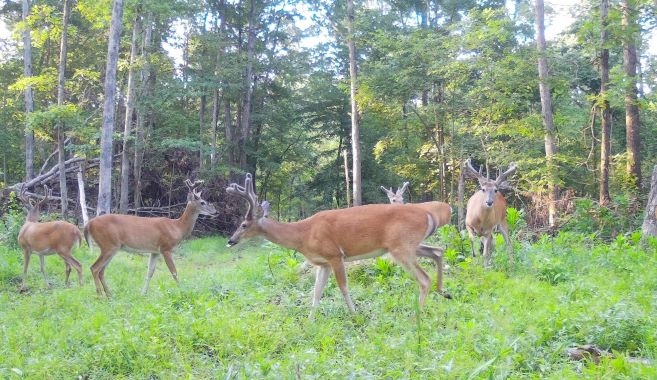 Future Trophy Bucks